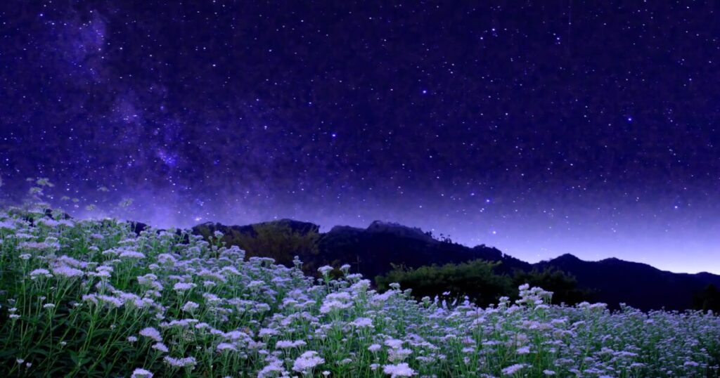 星空と野原に咲く白い花