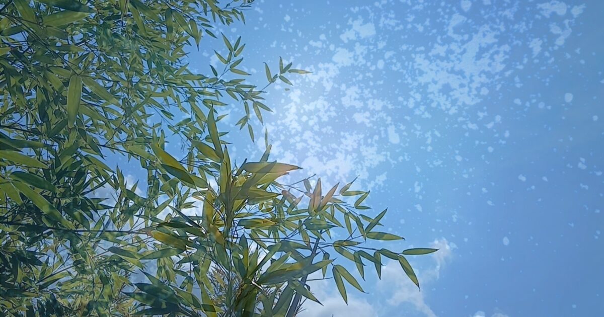 青空と竹の葉