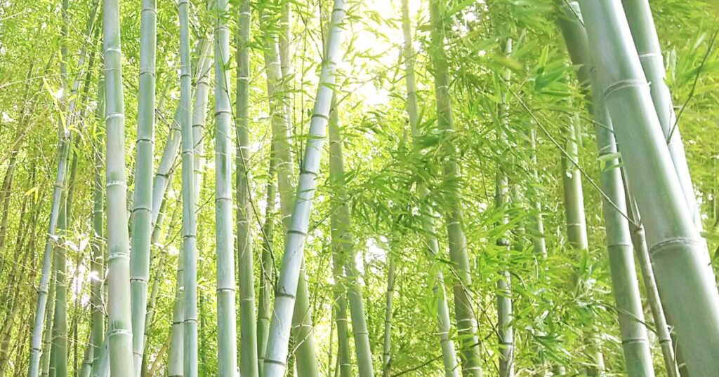 日差しが差し込む緑豊かな竹林