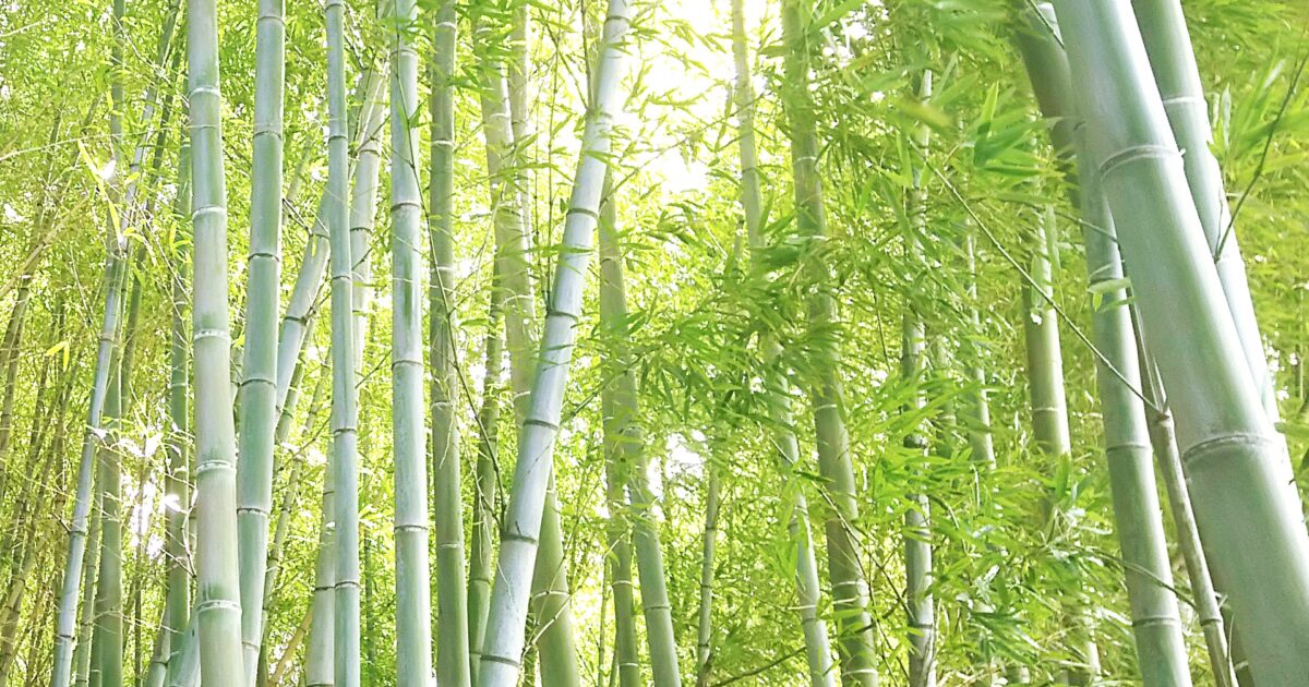 日差しが差し込む緑豊かな竹林