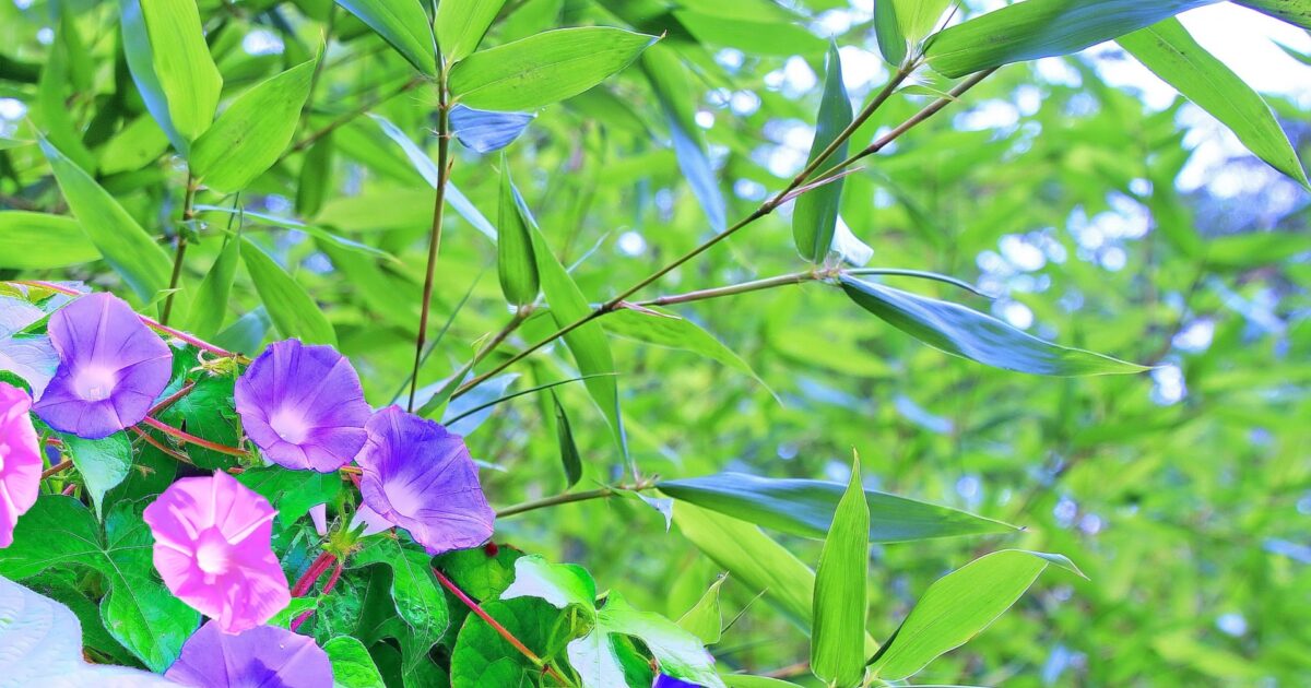 竹林と紫色の朝顔