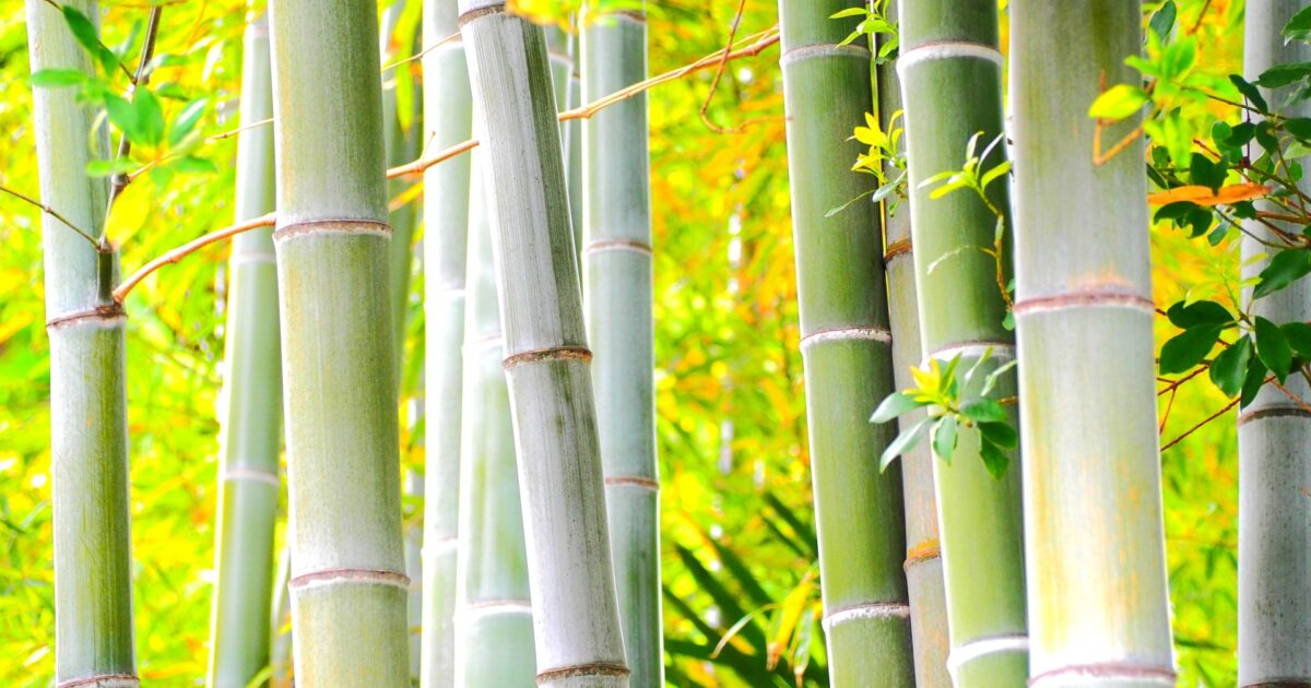 夏の光に照らされた青々とした竹林