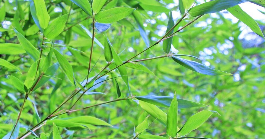 青々と茂る夏の竹林の葉
