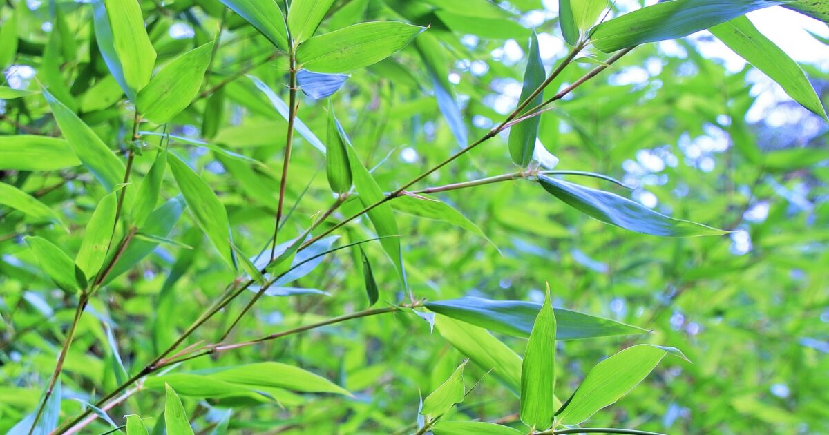 青々と茂る夏の竹林の葉